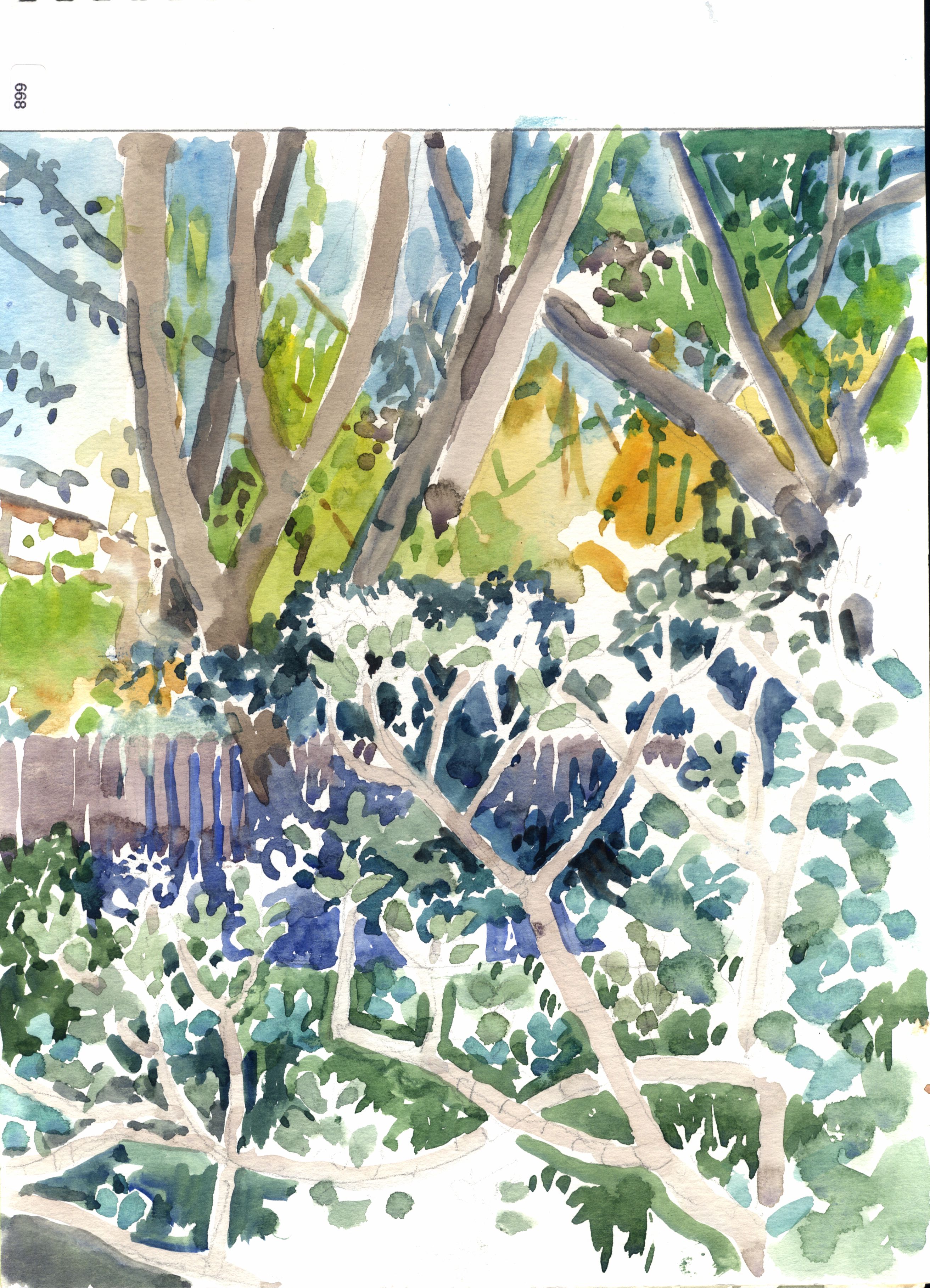 Trees and undergrowth