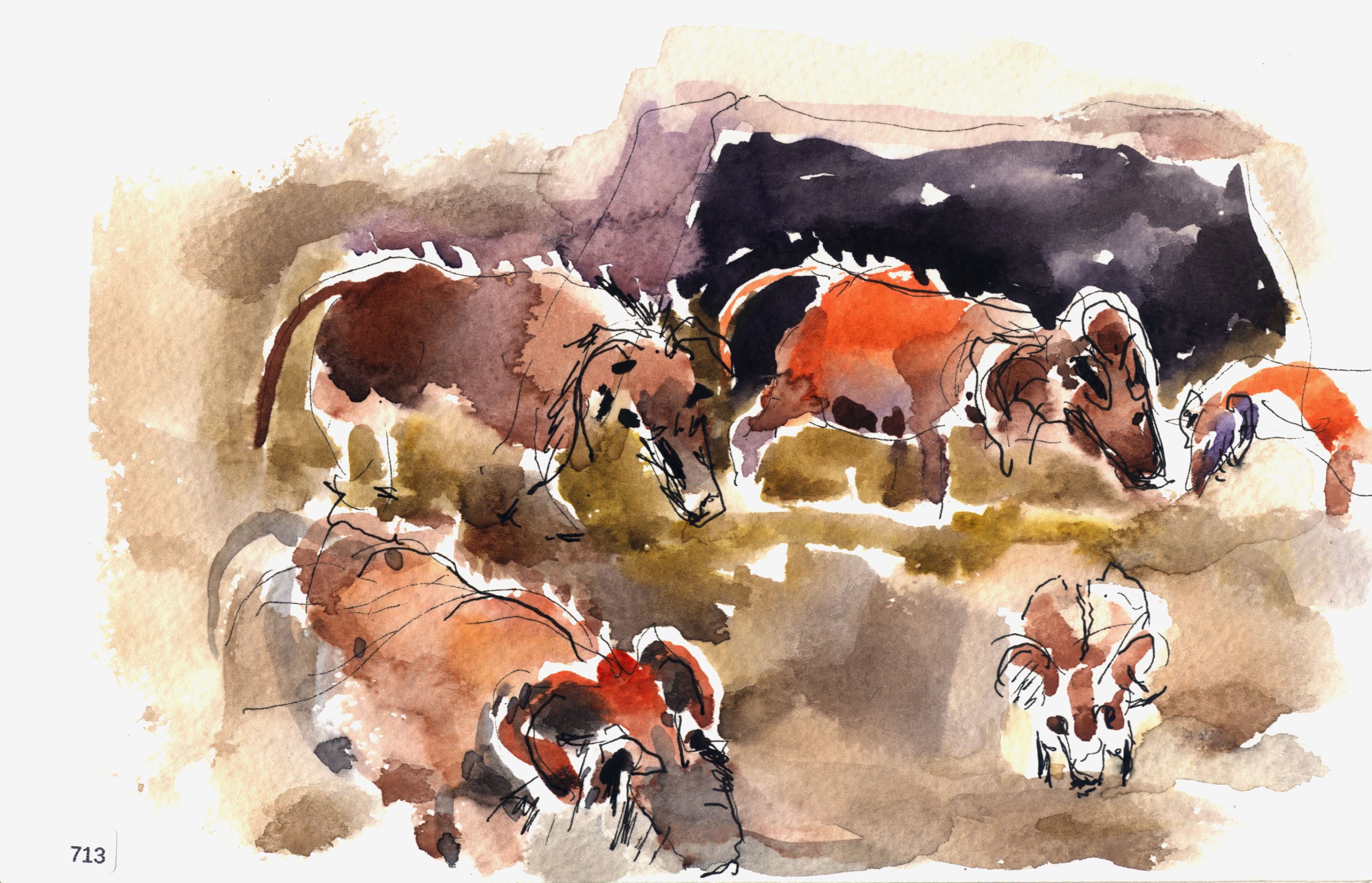 Several cows resting and standing in a loose watercolor and ink study.