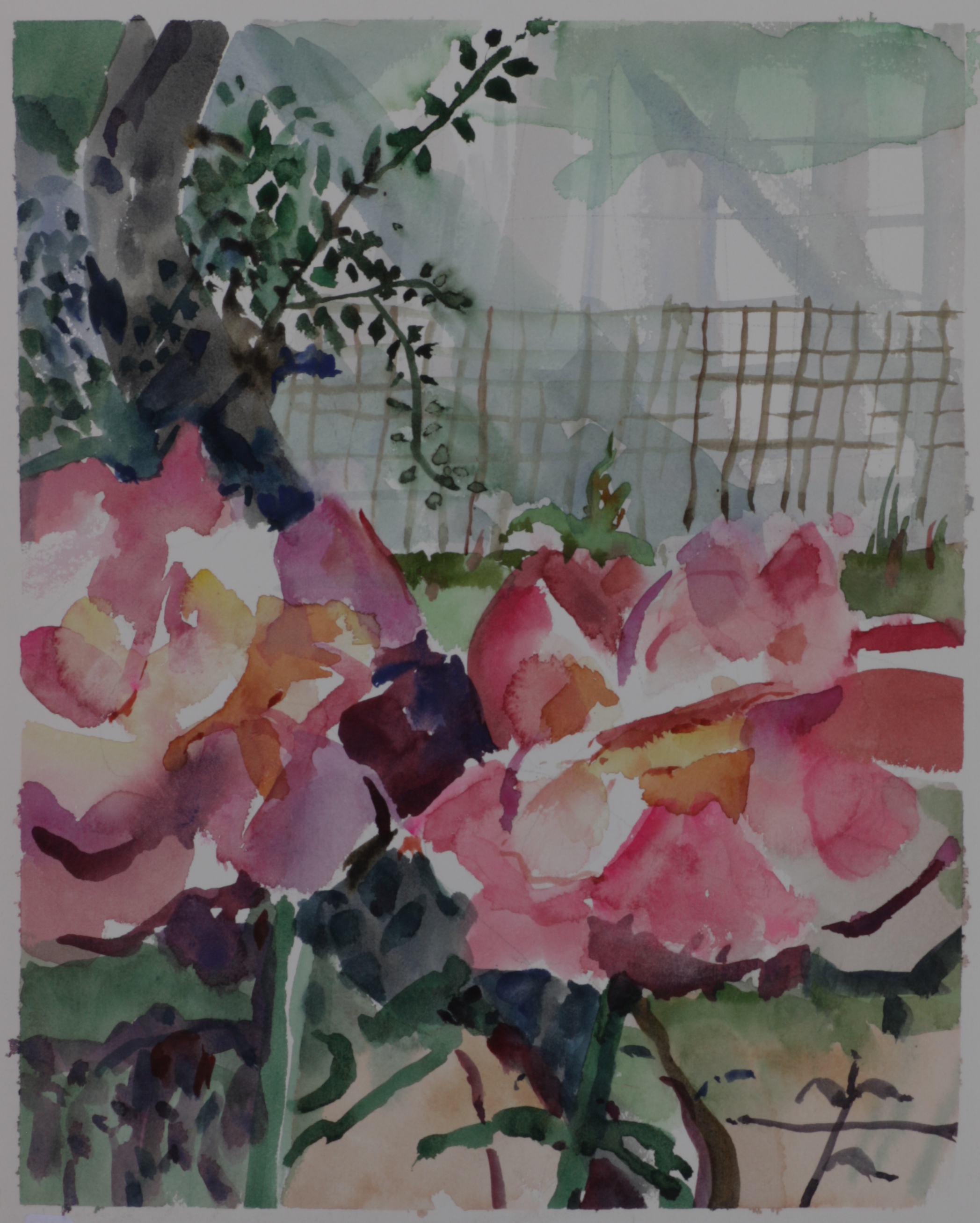 Roses with fence in background