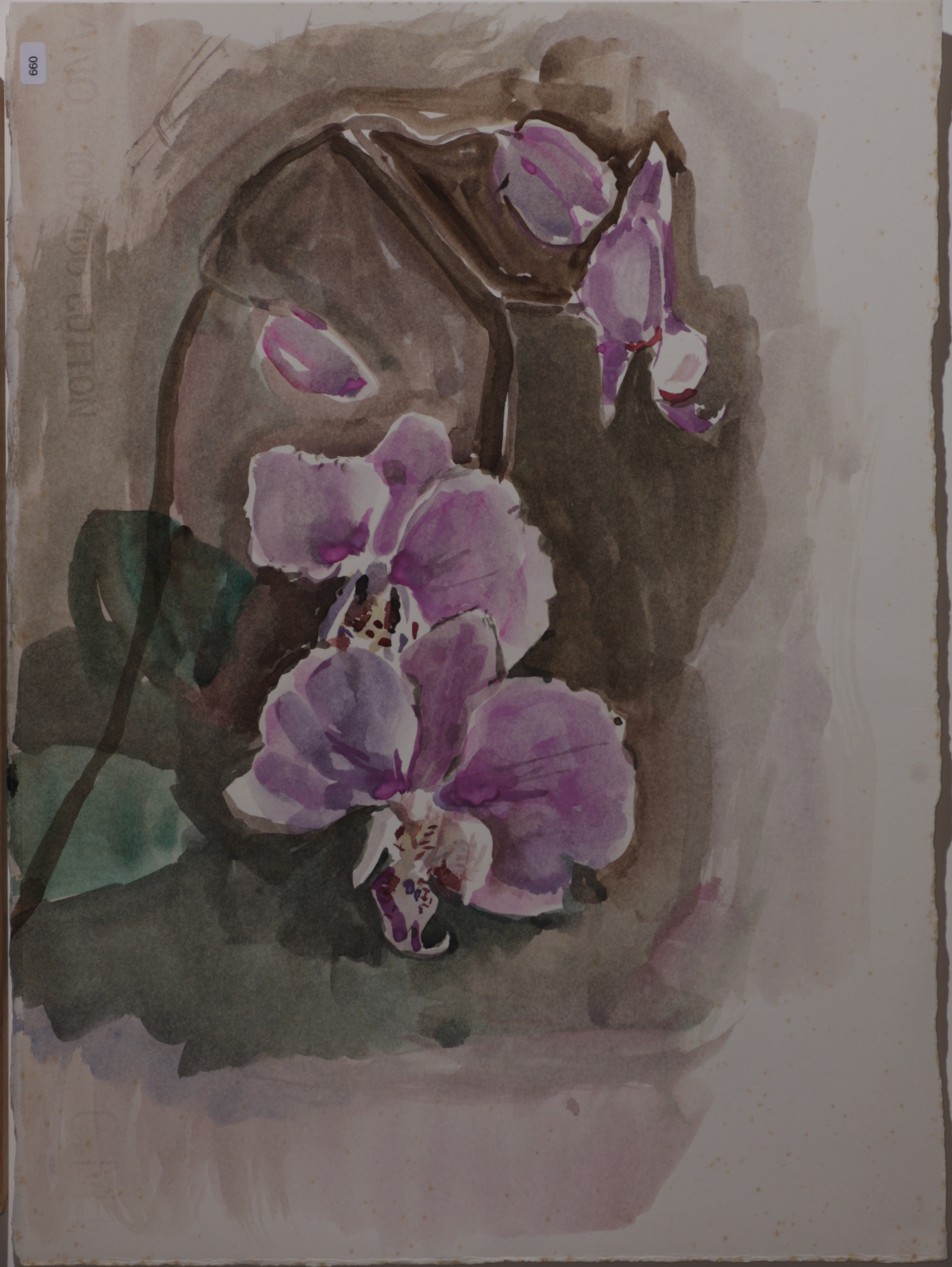 Purple Orchid