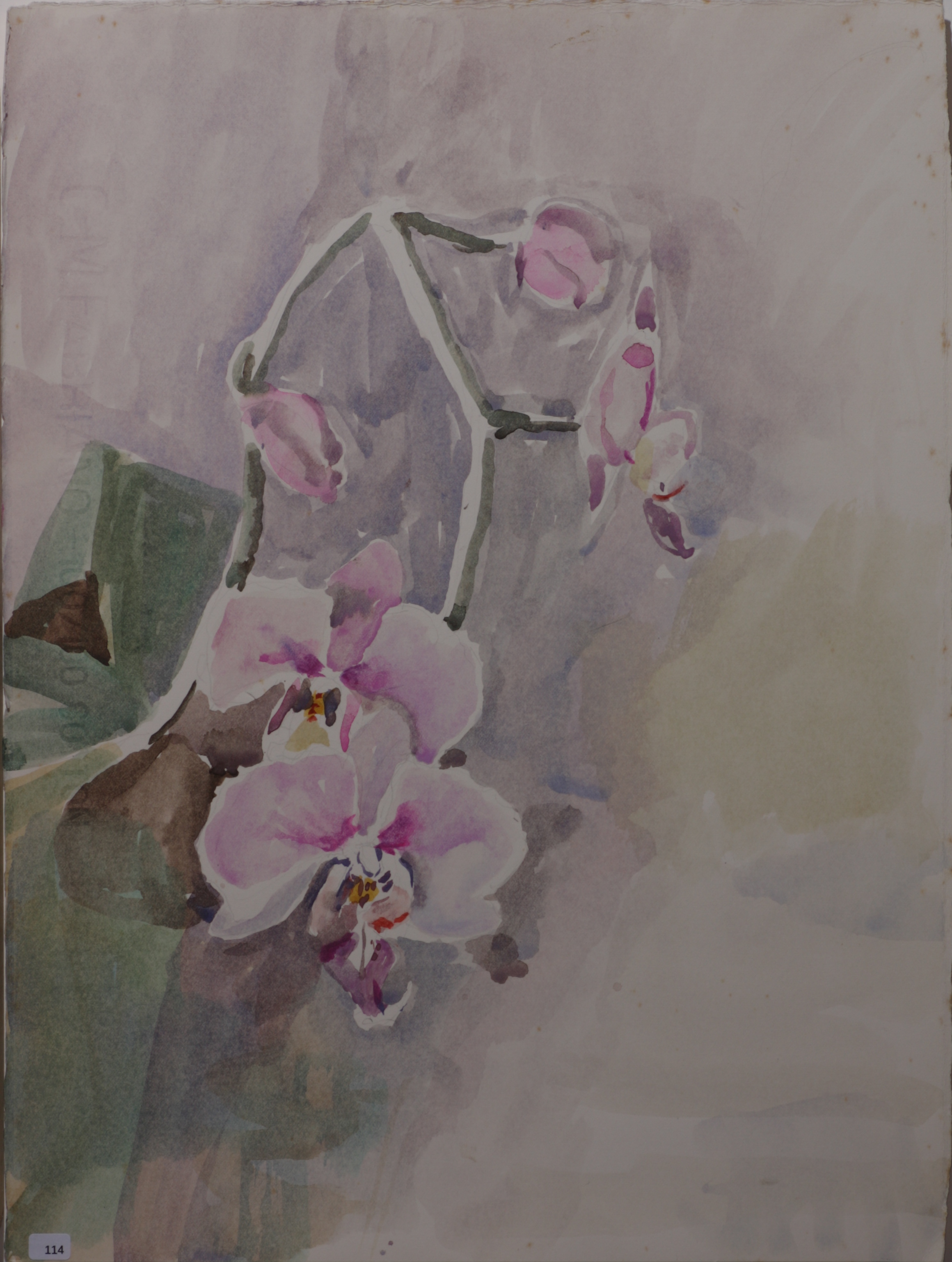 Purple Orchid