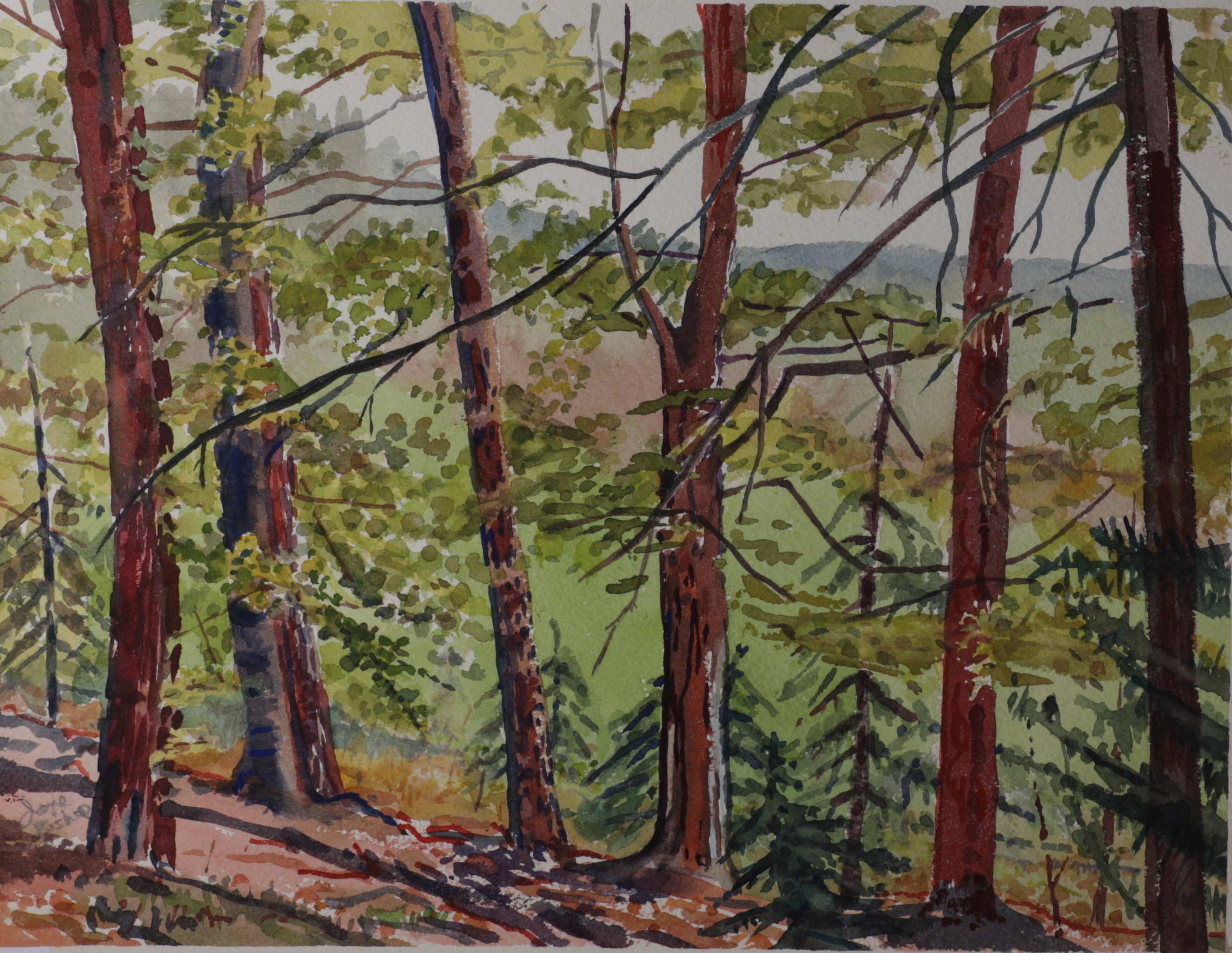 Birch? Trees