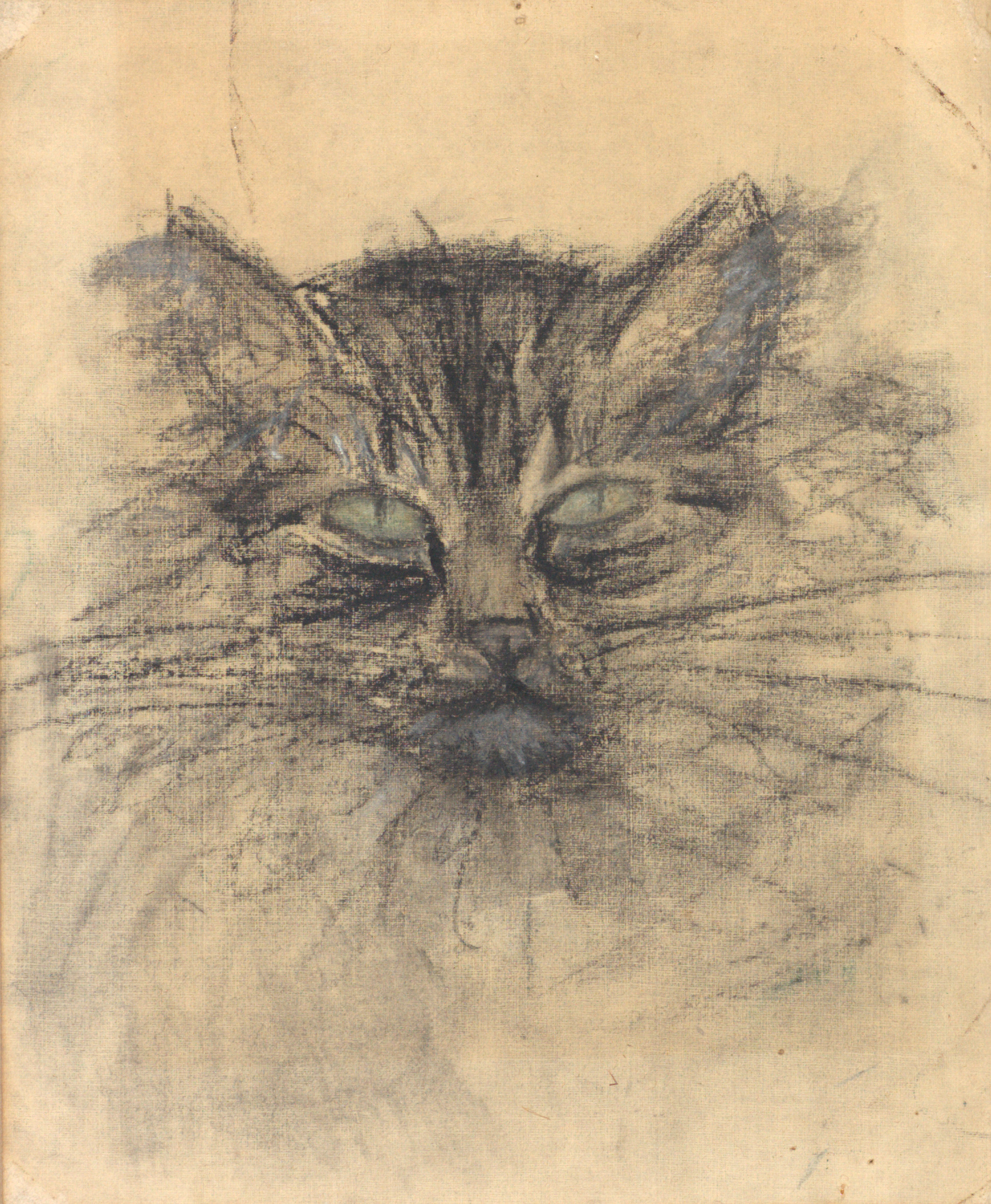 Cat’s face