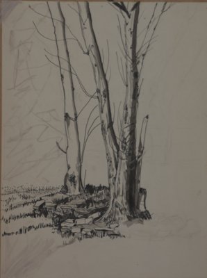 Pen and ink: bare trees