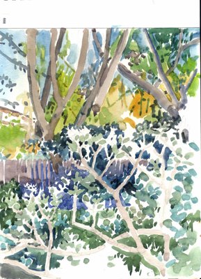 Trees and undergrowth