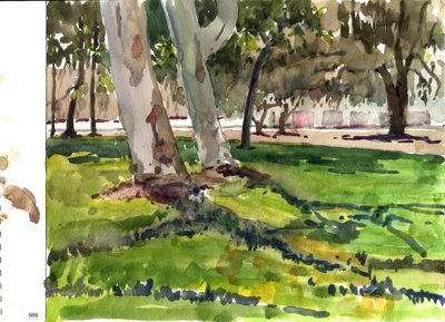Tree trunks and lawn shadows