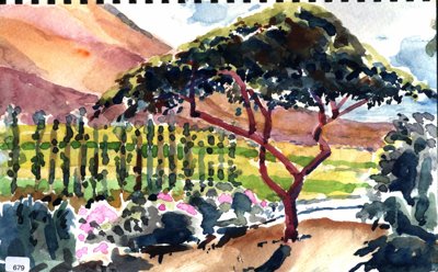 Maui, Flowering tree and garden border with hills or mountains in the background.