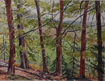 Birch? Trees